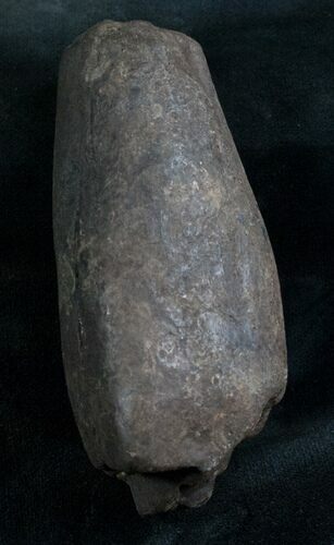 Partial Fossil Sperm Whale Tooth - Georgia #7794